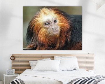 Goudkopleeuwaapje : Ouwehands Dierenpark sur Loek Lobel