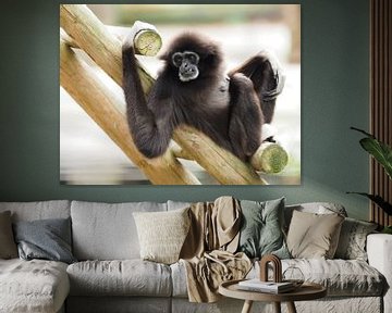 Withandgibbon : Ouwehands Dierenpark van Loek Lobel