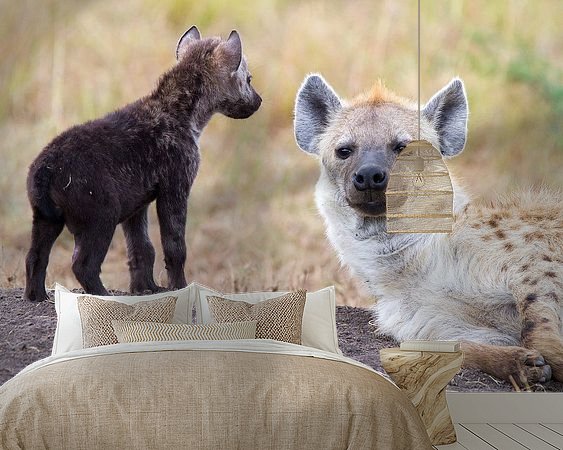 Aperçu de la chambre