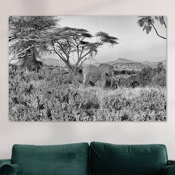 Elephant in Samburu National Park
