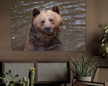 Braunbär : Ouwehands Dierenpark von Loek Lobel