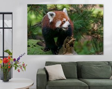 Kleiner Panda : Ouwehands Dierenpark von Loek Lobel