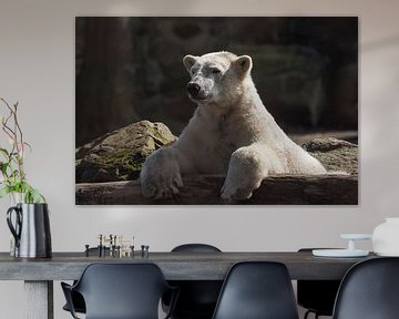 Polar bear : Ouwehands Dierenpark by Loek Lobel