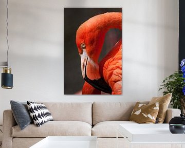 Red Flamingo : Old Hand Animal Park by Loek Lobel