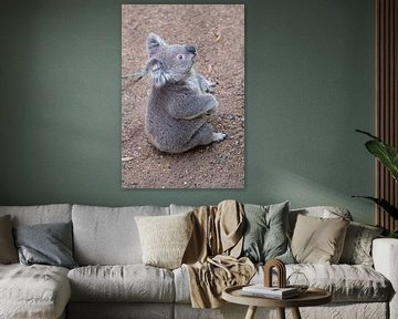 Zittende Koala van Erwin Blekkenhorst