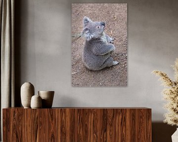 Zittende Koala van Erwin Blekkenhorst
