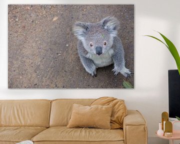 Le koala avec le regard interrogateur