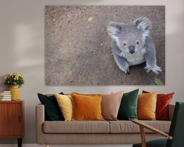 Der Koala mit dem fragenden Blick