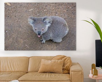 The koala sticks his tongue out to you