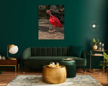 Roter Ibis : Tierpark der alten Hand von Loek Lobel