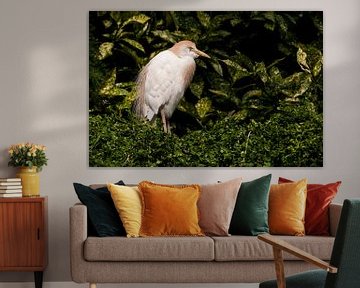 Aigrette garzette : Ouwehands Dierenpark sur Loek Lobel