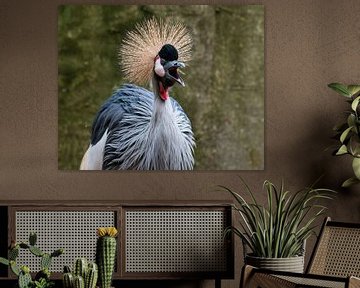 Grue couronnée de gris : parc d'animaux d'antan