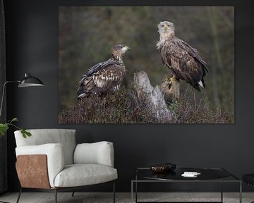 No apace for you mate "White-tailed eagles" by Harry Eggens