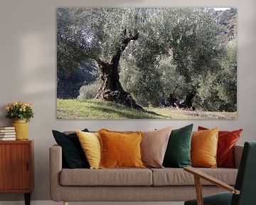 Olivenbäume in der andalusischen Landschaft von Jan Katuin