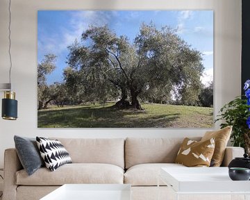 Two olive trees under the blue sky by Jan Katuin