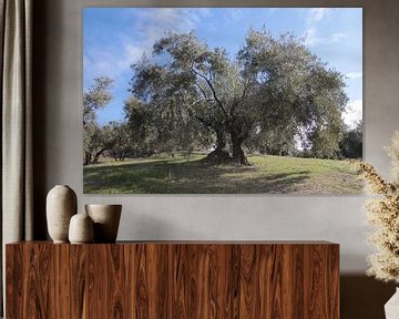 Zwei Olivenbäume unter dem blauen Himmel von Jan Katuin