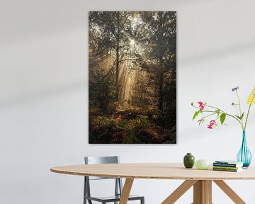 Lever de soleil brumeux dans les forêts du Limbourg sur Ellis Peeters