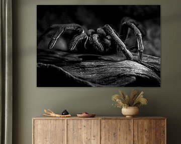 tarantula Theraphosidae