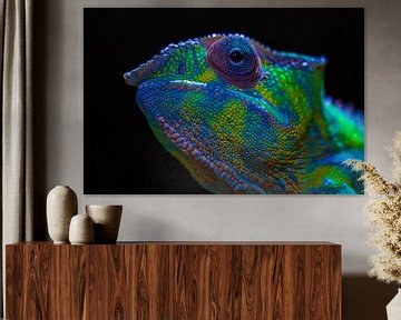 Panther Chameleon Furcifer pardalis