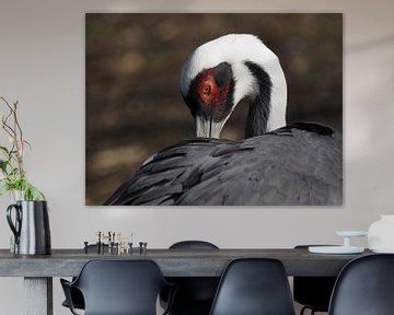 Witnekkraanvogel : Ouwehands Dierenpark van Loek Lobel