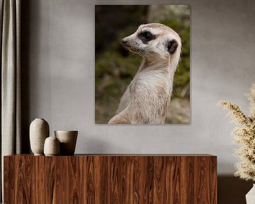 Meerkat : Ouwehands Dierenpark by Loek Lobel