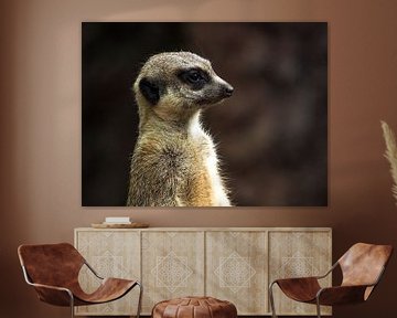 Meerkat : Ouwehands Dierenpark by Loek Lobel