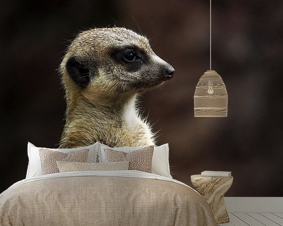 Aperçu de la chambre