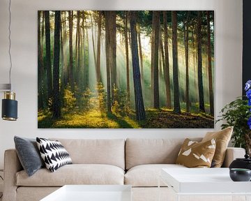 Licht in het bos van Martin Wasilewski