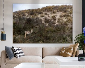 Hert in de duinen van Yanuschka Fotografie | Noordwijk