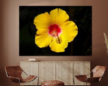 Yellow Blossoming Hibiscus Flower by Torsten Krüger