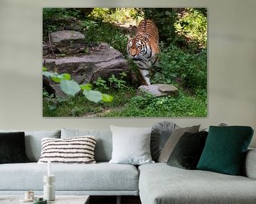 Amur Tijger of Siberische Tijger : Ouwehands DIerenpark van Loek Lobel