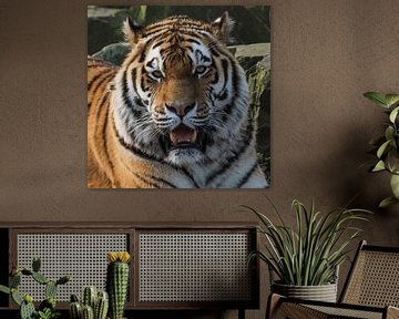 Tigre de l'Amour ou Tigre de Sibérie : Ouwehands DIerenpark sur Loek Lobel