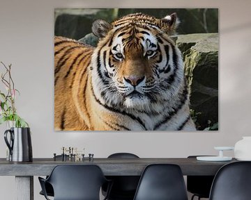 Amur-Tiger oder Sibirischer Tiger : Ouwehands DIerenpark von Loek Lobel