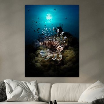 Korallenteufel bei untergehender Sonne von René Weterings