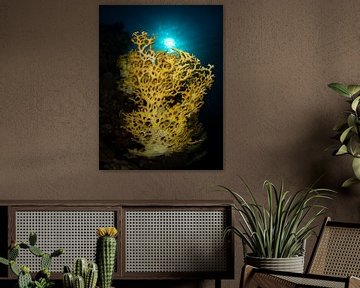 Fire coral illuminated by the sun by René Weterings