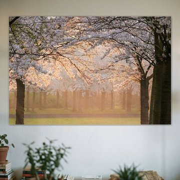 Kirschblüte Amsterdamse Bos