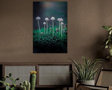 Pilze im Wald von Jayzon Photo