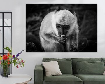 Affengehirn von Jayzon Photo