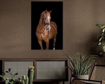 Belle photo d'argent en châtaignier sur Marissa Hoorn