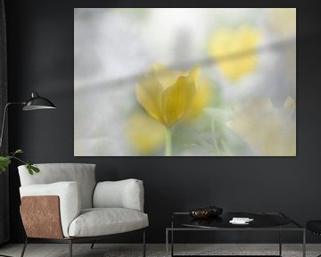 Tulipe sur Ingrid Van Damme fotografie