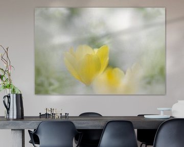 Tulpe von Ingrid Van Damme fotografie