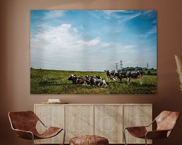 Limburg Cows
