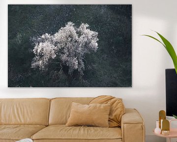 Flowering almond tree by Jan Katuin