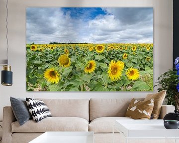 Een veld vol zonnebloemen van Mark Bolijn