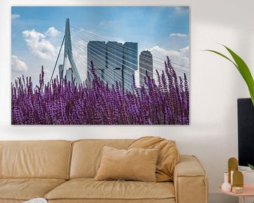 Erasmusbrug met lavendel in Rotterdam