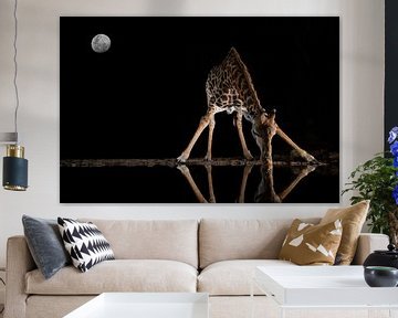 A giraffe drinks in the middle of the night from a stream of water by Peter van Dam