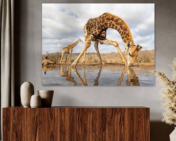 Une girafe se penche pour boire tandis qu'une autre passe à l'arrière-plan sur Peter van Dam