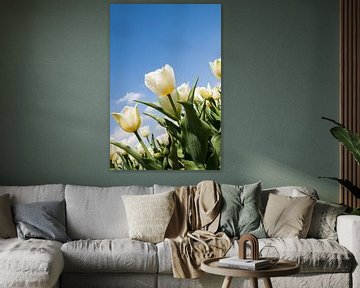 Witte tulpen van Wim de Lange