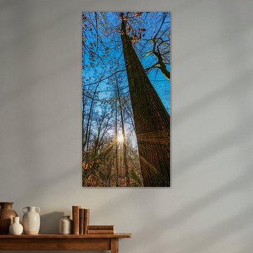 Coucher de soleil entre les arbres