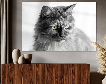 Maine Coon poes zwart wit